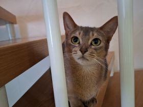 Abessinier Katze 5 Jahre