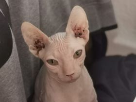 Sphynx Pärchen