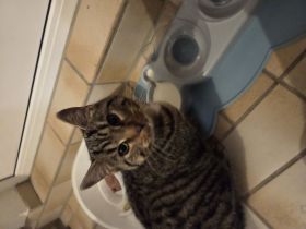 Junger Kater sucht dringend neues Zuhause