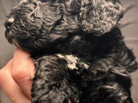 Wunderschöne Kleinpudel/Toypudel Welpen aus liebevoller Familienzucht
