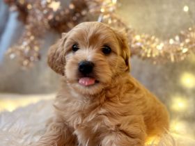 Wunderschöner Maltipoo Havapoo Rüde sucht liebevolles Zuhause