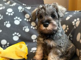 Liebevolle Zwergschnauzer-Welpen suchen ein neues Zuhause!