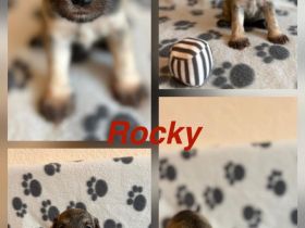 Liebevolle Zwergschnauzer-Welpen suchen ein neues Zuhause!