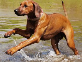 Zuckersüße, reinrassige Rhodesian Ridgeback Welpen