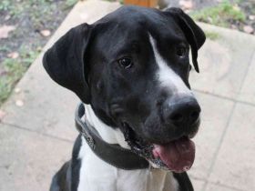 Manetti, Doggenmix, geb. 2024, sensibler Riese mit Herz sucht Zuhause