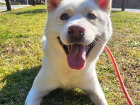 Hoffnung auf das Weihnachtswunder für Henry, den lieben Rüden