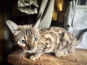 Bengal weibl. 3 Jahre jung