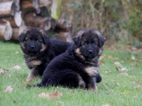 Langstockhaar Schäferhundwelpen rote SV-Papiere