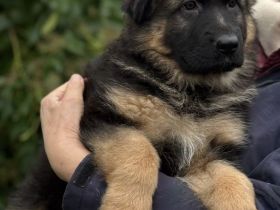 Deutsche Schäferhundwelpen Hündinnen Langhaar