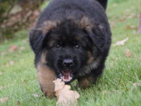 Langstockhaar Schäferhundwelpen rote SV-Papiere