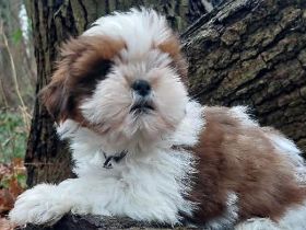Shih Tzu Welpen