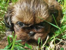 Shih Tzu Welpen