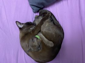 Burma Kater zu verkaufen