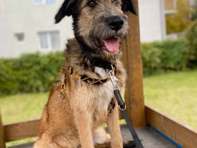 Murphy möchte sein weiches, liebevolles Wesen zeigen