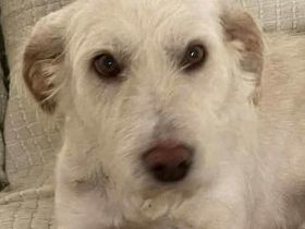 Solis sucht ein verständnisvolles Zuhause