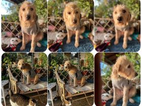 Anni - freundliches Wuschelmädchen