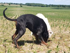 2 Süßis suchen 1 neues Zuhause