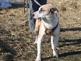 Fröhliche junge Betsy sucht Zuhause