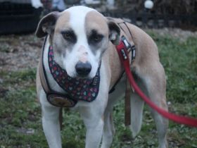 Fröhliche junge Betsy sucht Zuhause