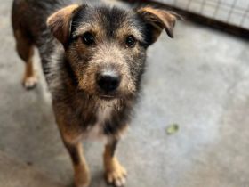 Schlappöhrchen Scott sucht Zuhause