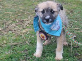 Teddybär Marco sucht Familienanschluss