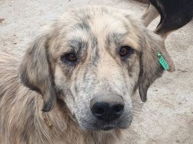 Anna, sanfte, ruhige Herdenschutz-Mix Hündin sucht ein ebensolches Zuhause, 2 J, 63 cm