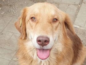 Cesar, goldiger Einzelprinz, der das Hundeeinmaleins noch lernen muss, 1,5 Jahre, 45 cm