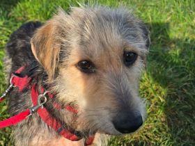 Coco, süße Hündin, die viel Liebe zurück gibt, wenn sie Vertrauen gefaßt hat, 8 Jahre, 43 cm