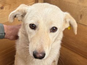 Ella, hübsche Hundedame  sucht ein einfühlsames Zuhause, 3-4J, 49 cm