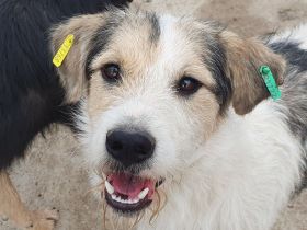 Wicki, fröhlicher, offener und völlig unbeschwerter Junghund, 1 Jahr, 58 cm