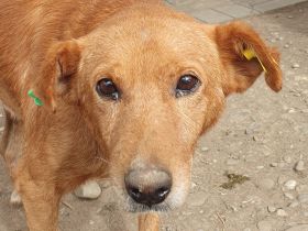 Oskar, lieber Rüde, der im Tierheim stark abbaut und ein neues sicheres Zuhause sucht, 5 J, 52 cm