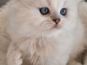 Britisch Langhaar Kitten mit Stammbaum