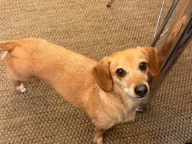 Kleine, verschmuste Dackel Mix Dame Kira