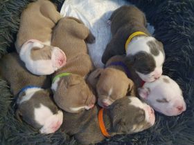 NEW Old English Bulldog Welpen-geb. am 06.11.2025