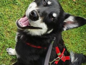 Notfall „Aiko" sucht dringend ein erfahrenes souveränes Zuhause