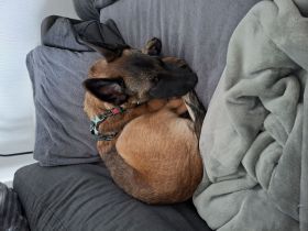 *DRINGEND* Malinois-Welpe sucht neues Zuhause