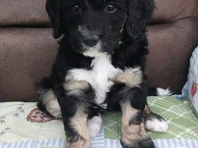 Hübsche Doodle Welpen - Bernedoodle x Königspudel Welpen ab 27.12. in liebevolle Hände