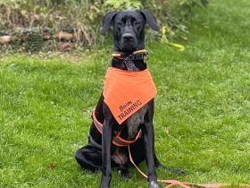 Kaja in 93109 Wiesental sucht ihr Für-immer-Zuhause