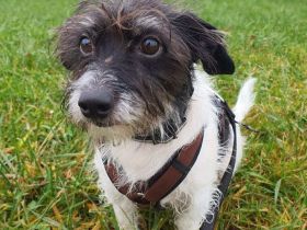 Balco in 92431 Neunburg sucht sein Für-immer-Zuhause