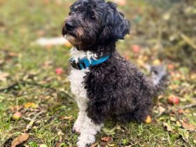 Oskar in 10318 Berlin sucht sein Für-immer-Zuhause