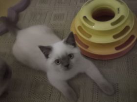 BLUE POINT BKH & BLH  KITTEN