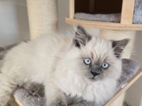 BLUE POINT BKH & BLH  KITTEN