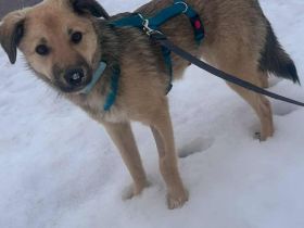 Yuki auf Pflegestelle in 94559 Niederwinkling sucht sein Für-immer-Zuhause