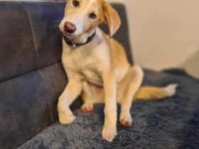 Lillifee auf Pflegestelle in 92364 Deining sucht ihr Für-immer-Zuhause