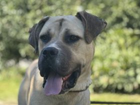 Majestätischer Joseph wartet auf Sie: Imposant, aber sanft und freundlich