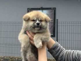 AKITA INU - Japanische Akita - Welpen mit FCI papieren