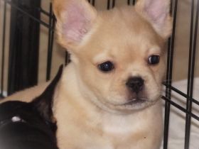 Französischer Bulldoggen Welpen Rüde in Fluffy Creme von komplett untersuchten Elterntieren