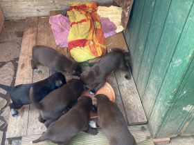 Deutsch Drahthaar x Husky Welpen