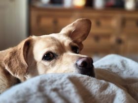 Schüchterne Sintra sucht Ruhepol