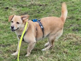 Schüchterne Sintra sucht Ruhepol